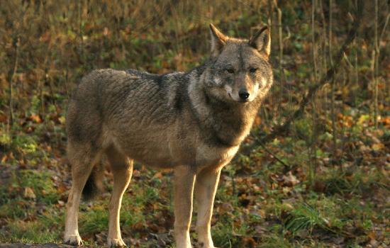 De wolf terug in Nederland | Wolven in Nederland